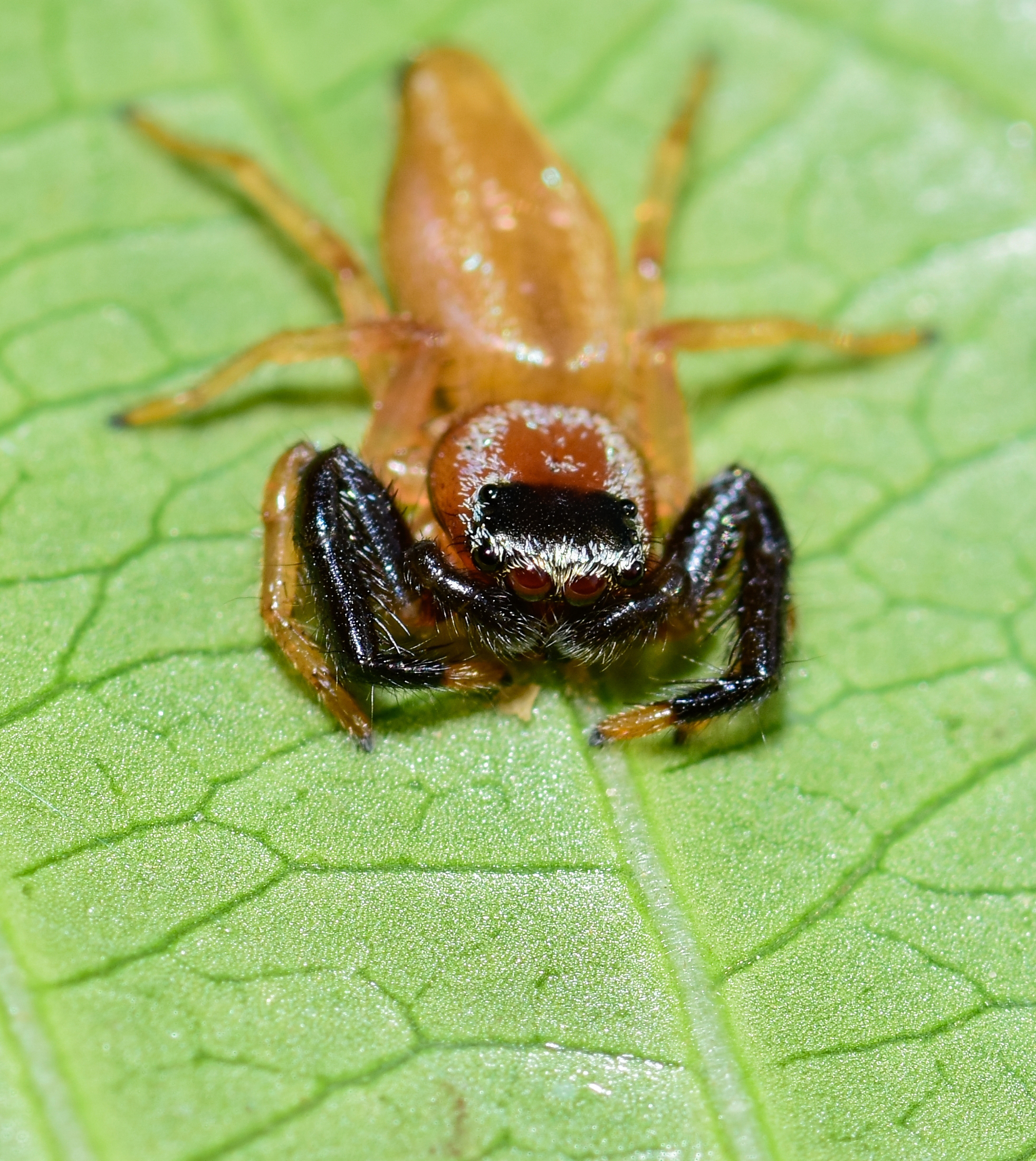 Jumping spider